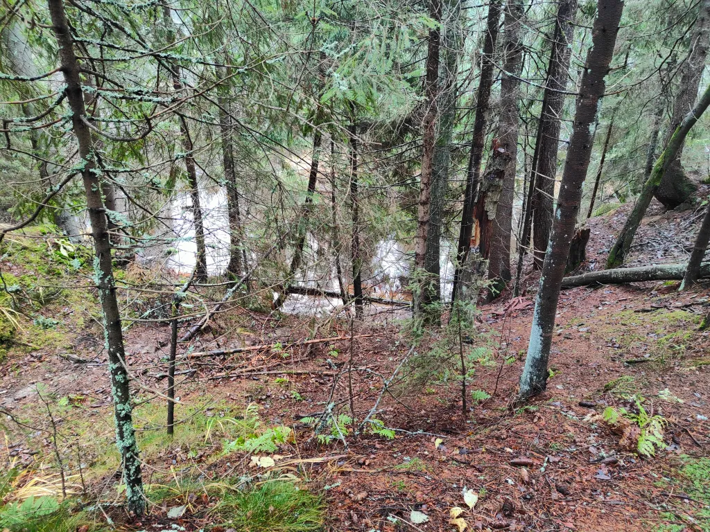 Студия в лесу