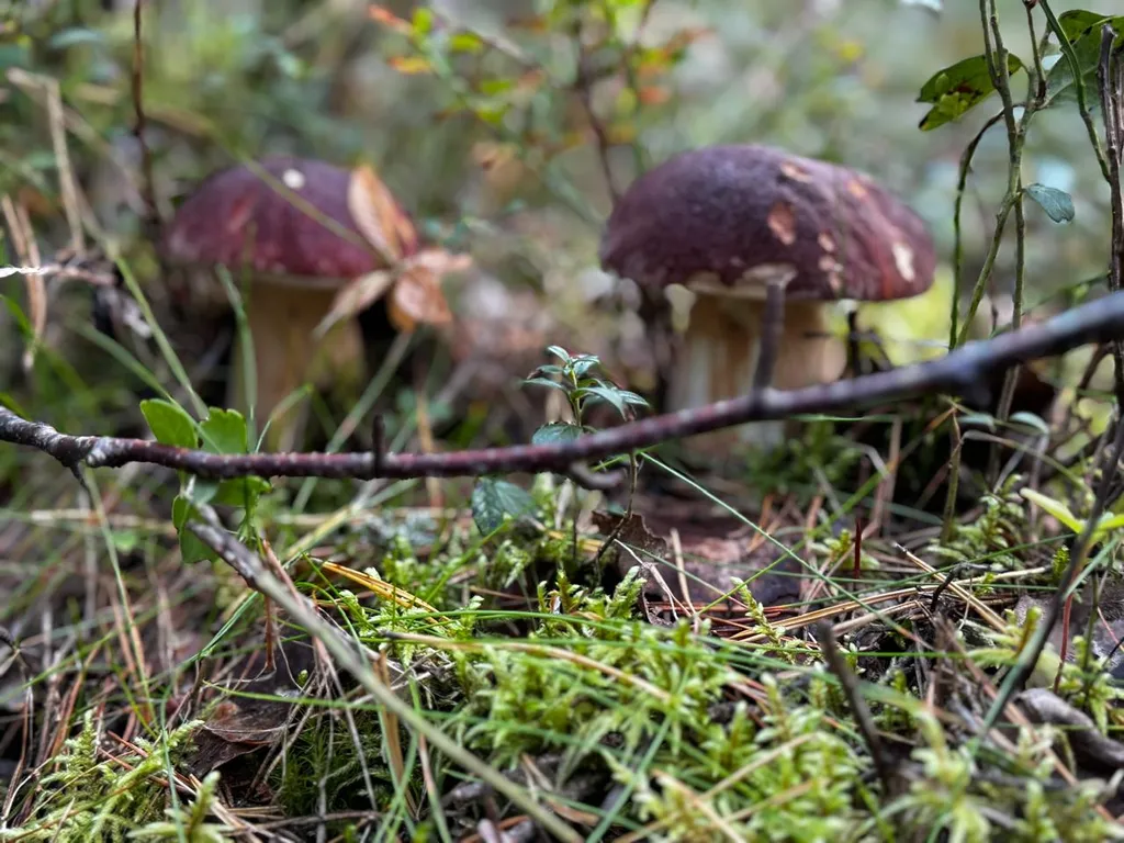 Дом в Карелии