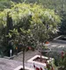 Abrau Garden