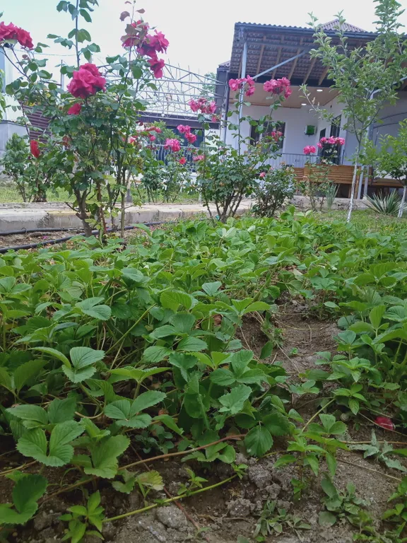 Дача для вашего отдыха