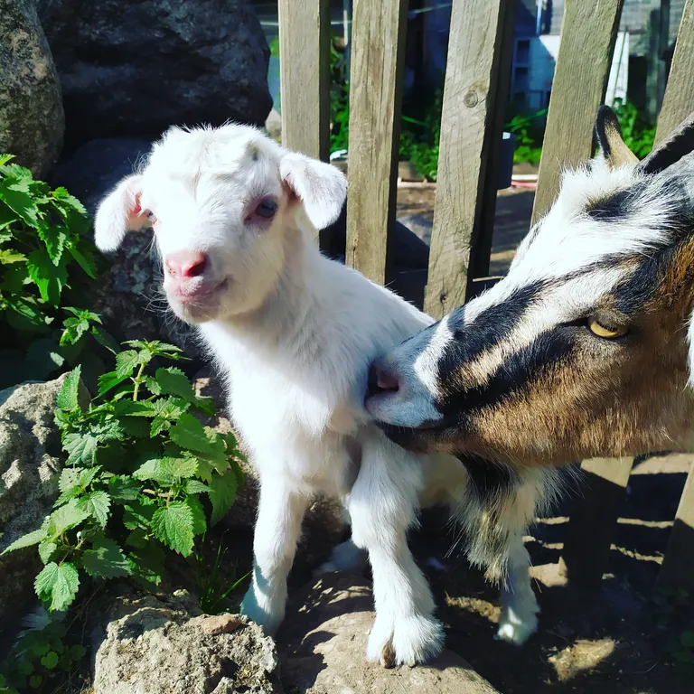Коттедж Дом на Селигере с причалом 14 — Могилево