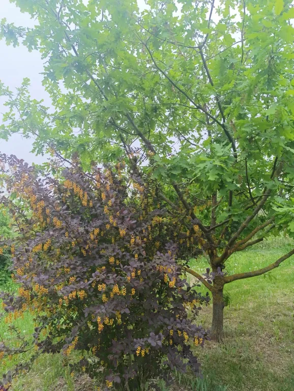 Дача на реке