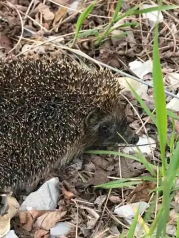 Уютный коттедж в лесу на берегу реки