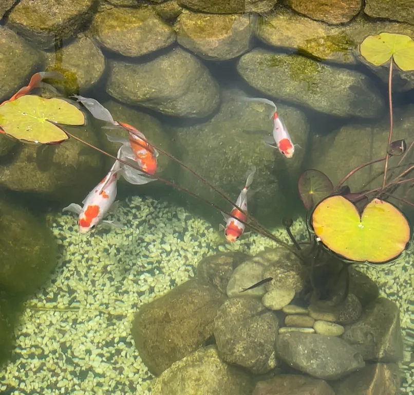 Дом-баня у озера оконо (15 км от г. Лепель)