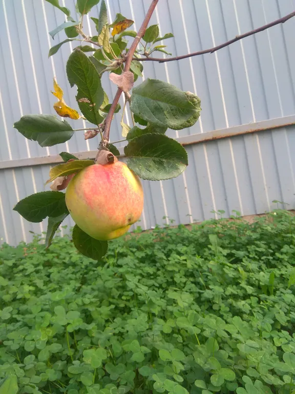 Дом с террасой, сауной рядом с лесом и пляжами