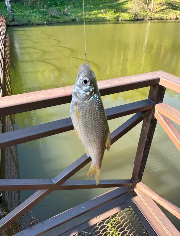 Дом у леса в Капитан Клаб