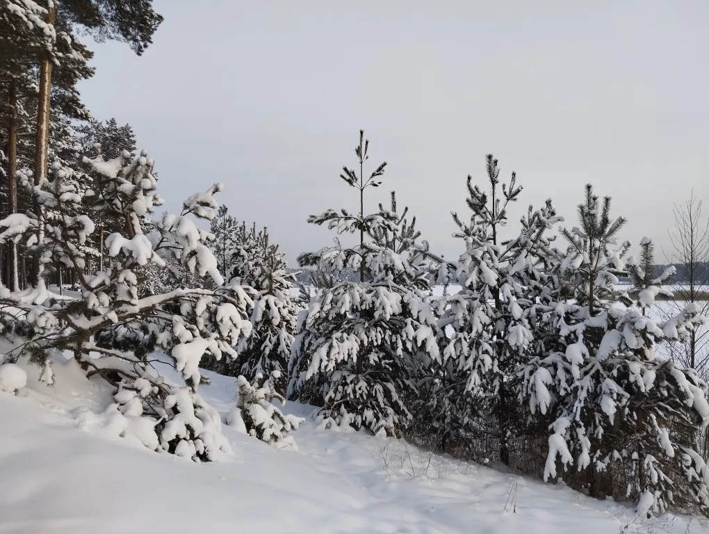 Дом в сосновом бору на озере