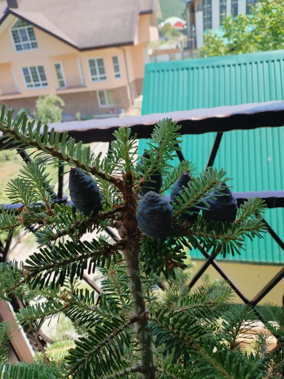 Квартира Квартира напротив казино — Эсто-Садок