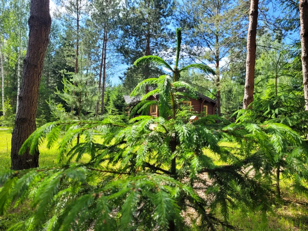 Дом в сосновом лесу