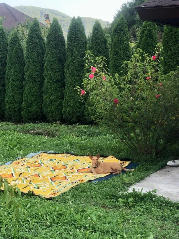 Йога-дом эко терра