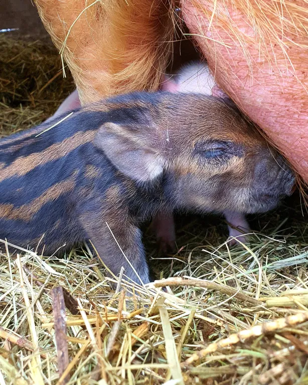 Дизайнерский домик на семейной экоферме в Немцово