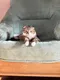 Ксения