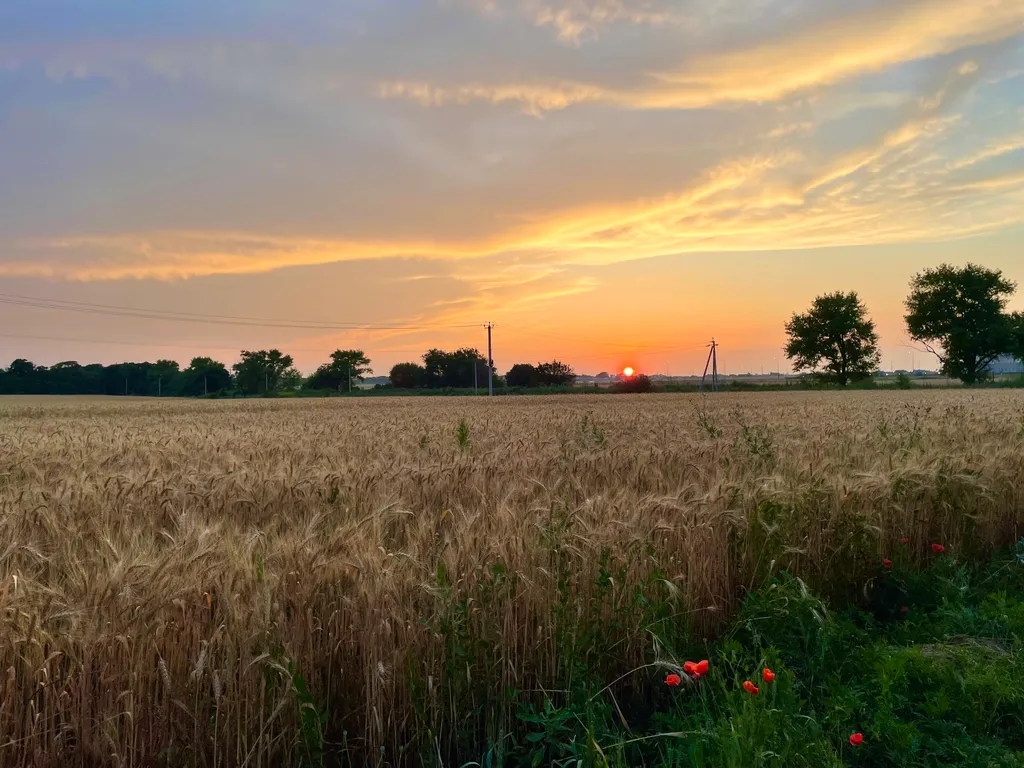 Стильная чистюля с видом на поле и закатные пейзажи