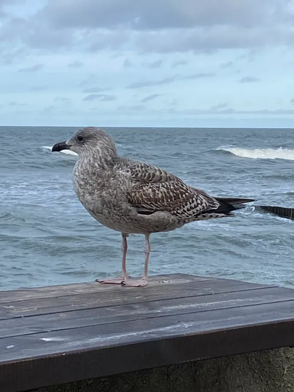 Квартира Уютная и светлая квартира рядом с морем — Светлогорск