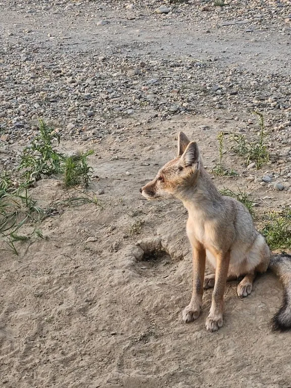 Дом у моря, Порт Пичуги