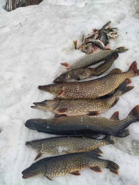 Коттедж Коттедж Заонежье — Великая Губа