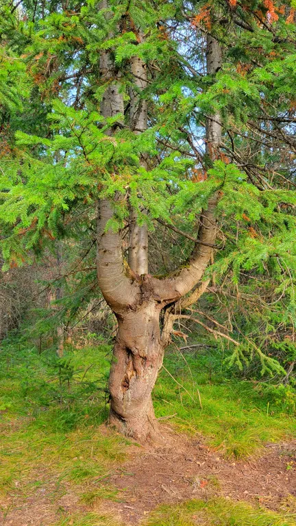 Лесная Гавань