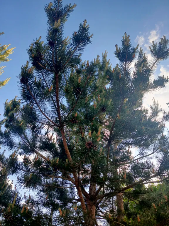 Лесной домик