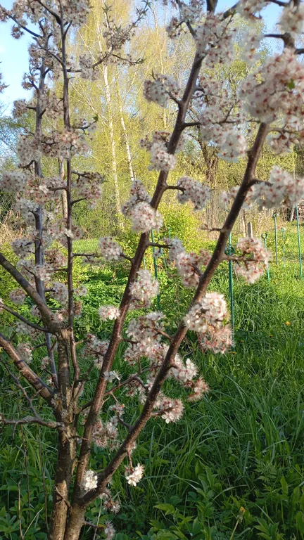 Коттедж Дом с русской банькой мыльней — Подолино