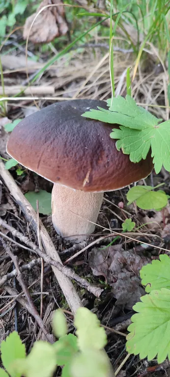 Коттедж Тёплый коттедж с баней на очень большой уединённой территории — Кротово