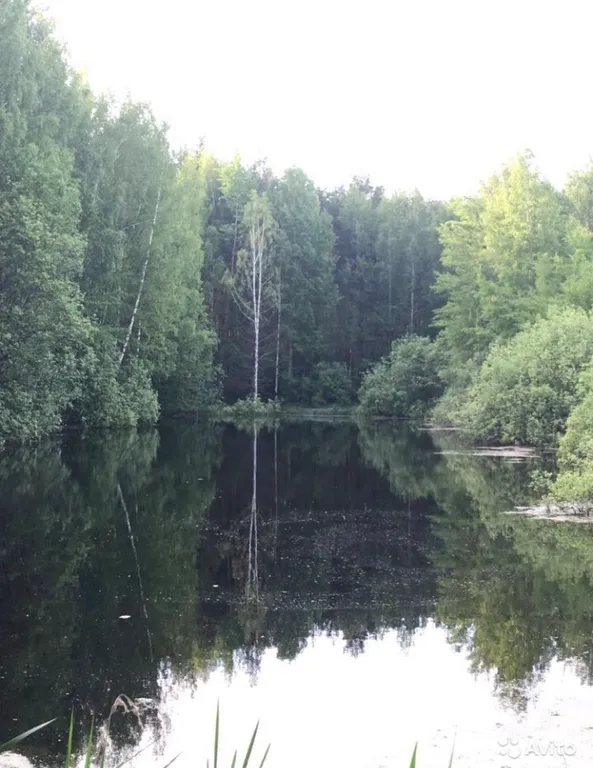 Квартира у леса