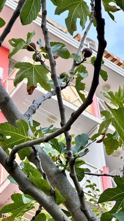 Тихая квартира Sunny Beach