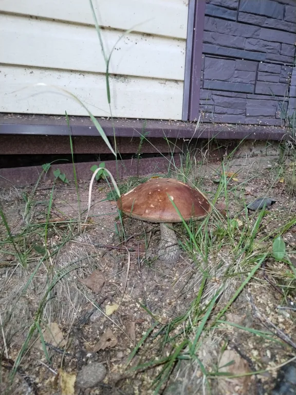 4-комнатный Дом