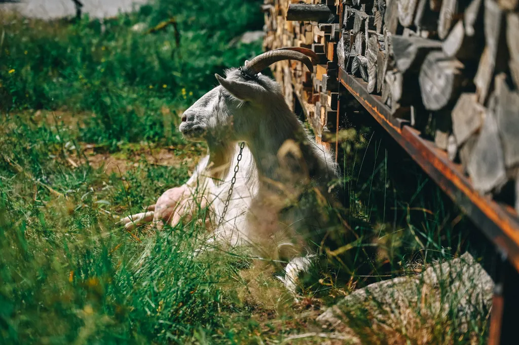 Коттедж 3-комнатный Дом — Коробицыно