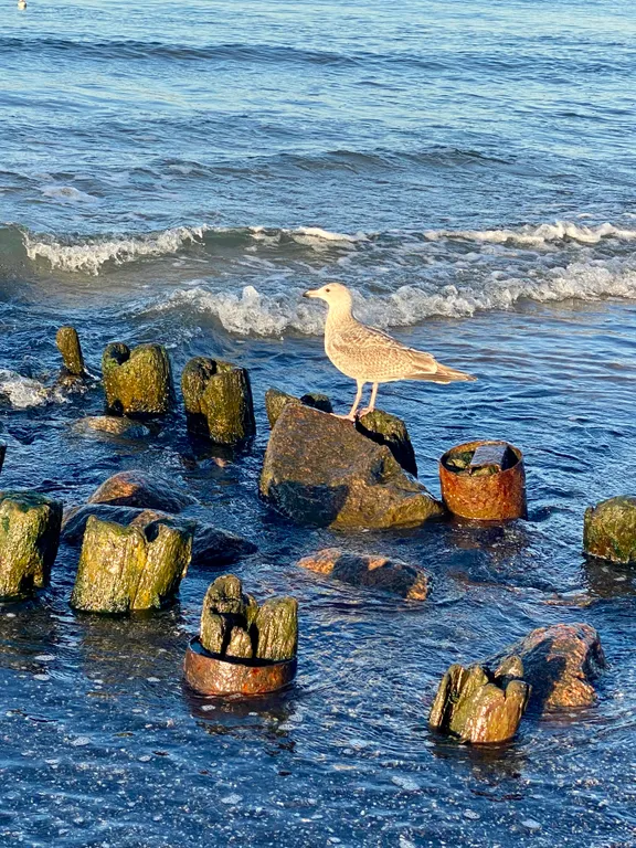 Квартира Балтийский Блюз с видом на море