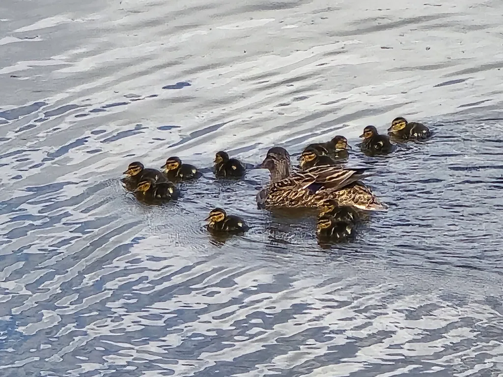 Дом у пруда