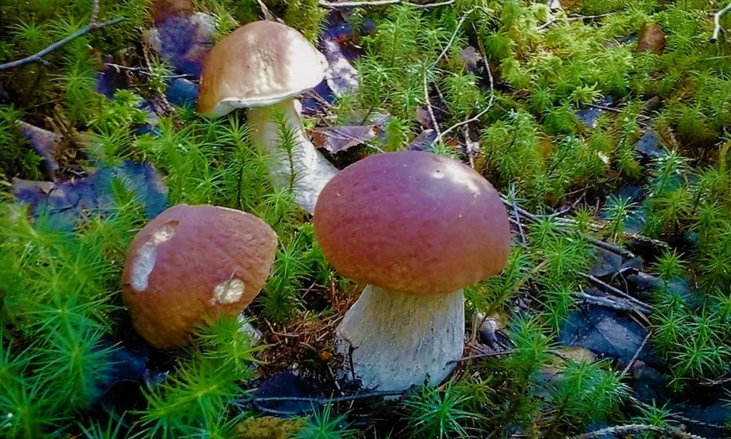 Коттедж Дом в турбазе Чайка, у озера в сосновом бору - Селигерский край — Турбаза Чайка