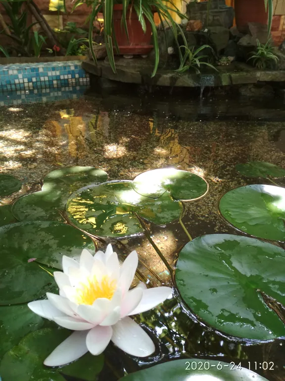 Квартира Жильё в частном доме с видом на бассейн с рыбками — Евпатория