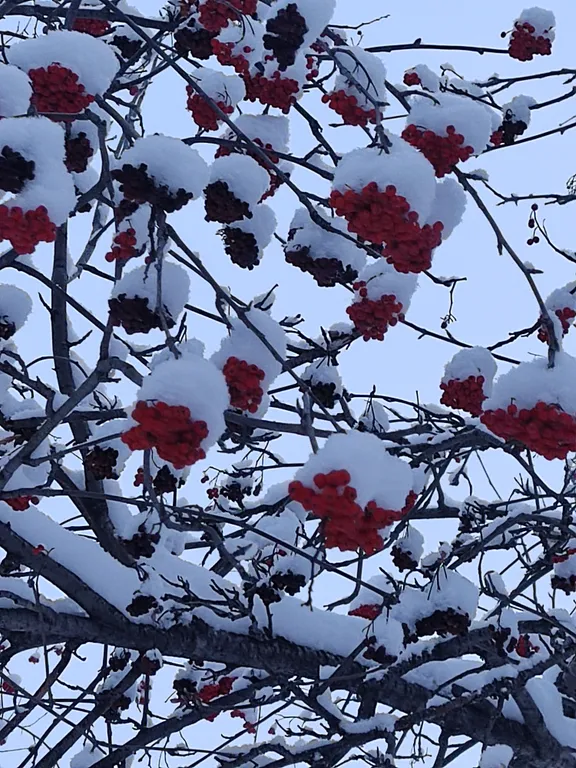 Апартаменты в соснах