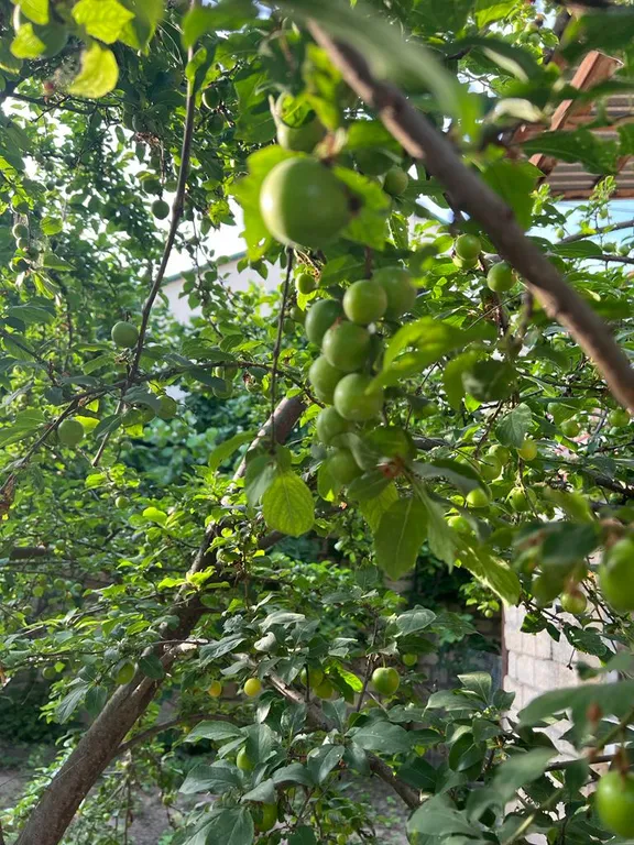 Коттедж Частный дом с садом — Дербент