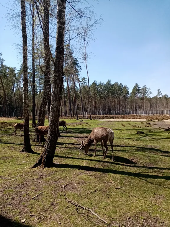 Усадьба в Беловежской пуще У Камина