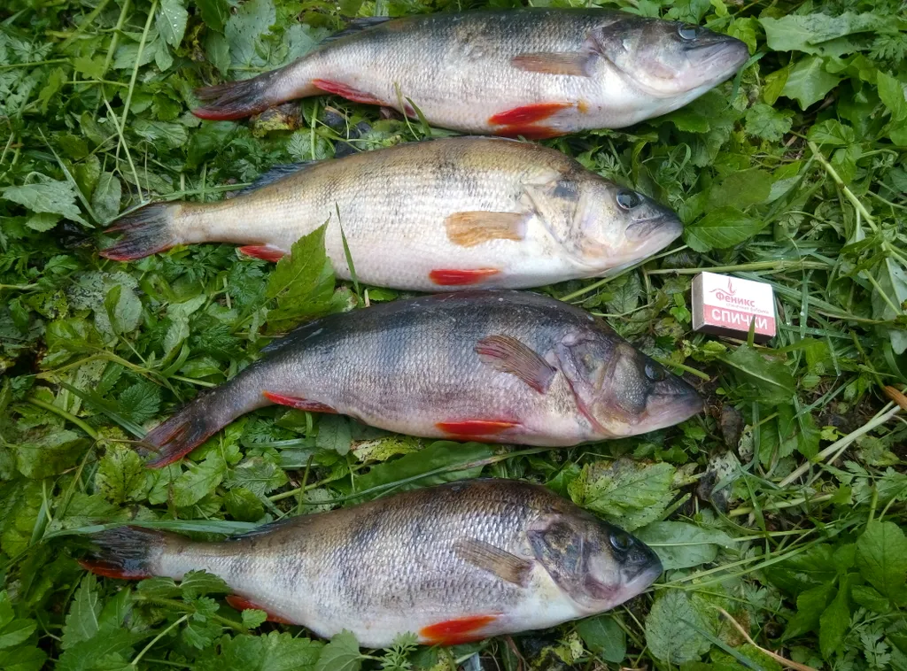 Коттедж Коттедж Селигерское — Березово