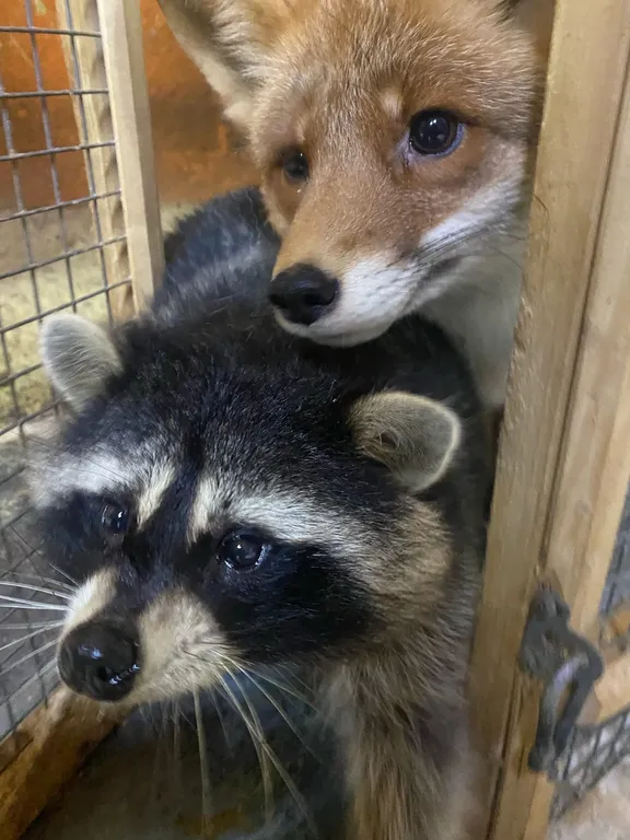 Гостевой дом Северянка