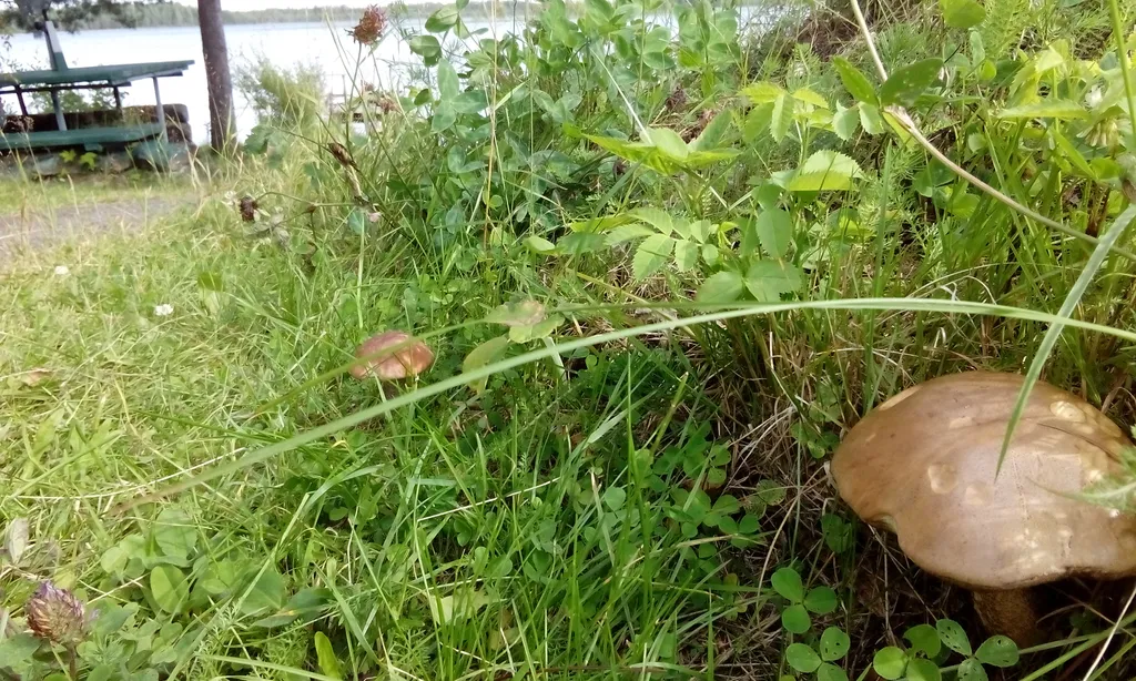Дом на берегу с баней и лодкой
