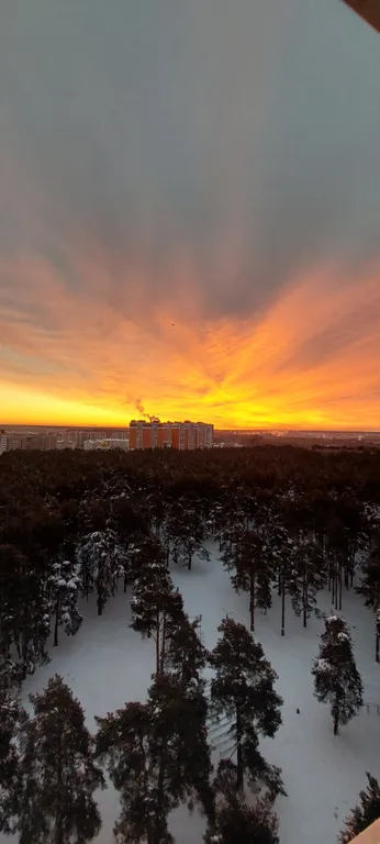 Апартаменты в сосновой роще