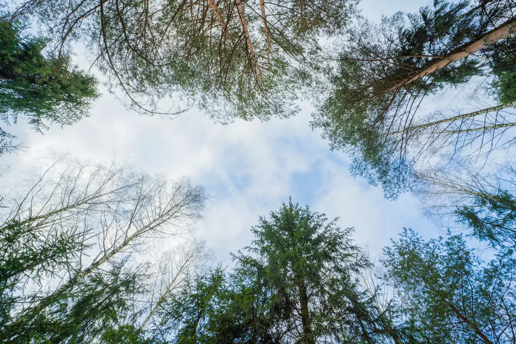 Дом-купольный в сосновом лесу для двоих