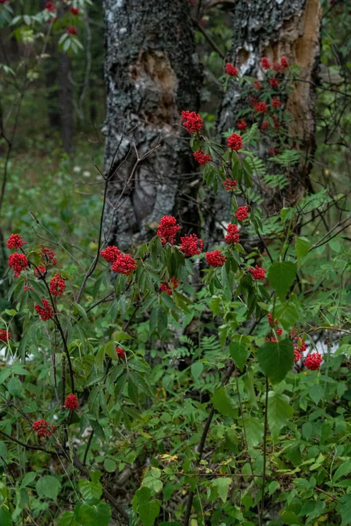 Квартира на берегу озера в национальном парке Марий Чодра