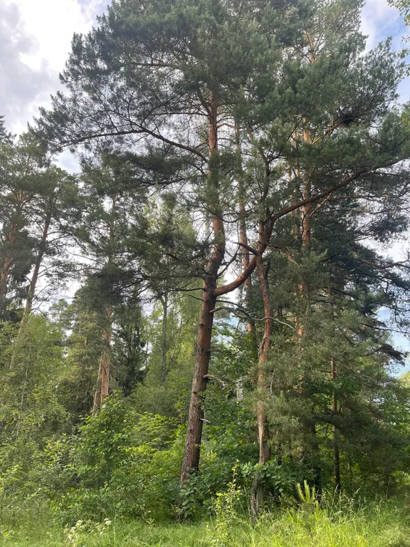 Коттедж Шишкин дом — Семеновское