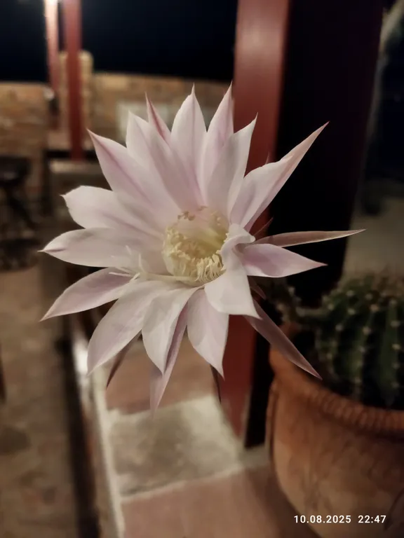 Ракушка Казантипа