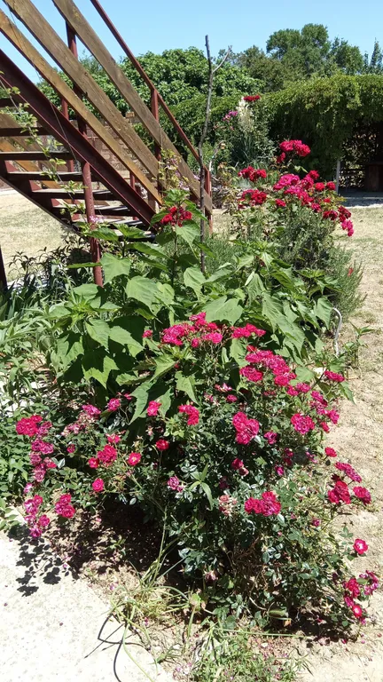 Квартира Комната — Новоотрадное