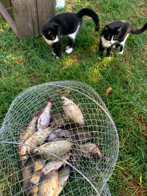 Новый дом-сруб у реки в живописном месте, баня, банный чан, рыбалка