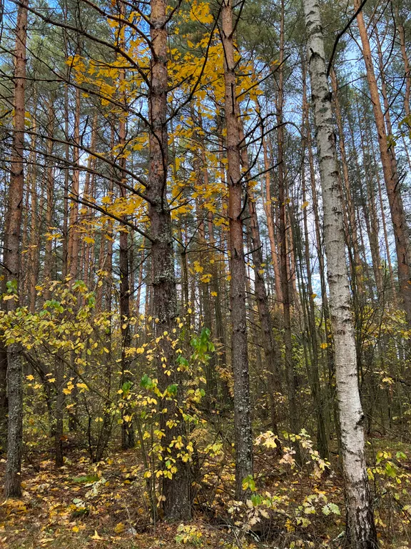 Элитный дом с озером и банным чаном