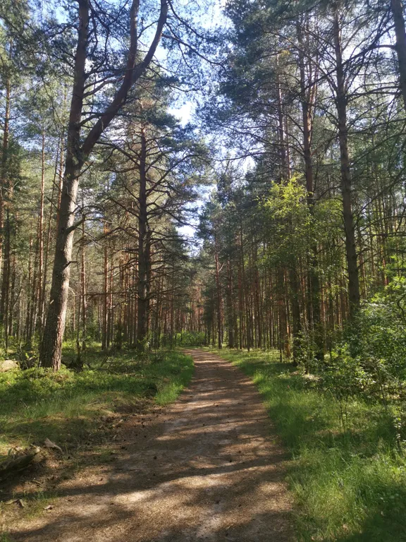 Dream Forest & River PZ