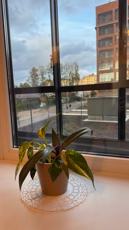 Квартира Квартира Студия Песочный, НИИ Петрова/Гранова/Напалкова — Песочный