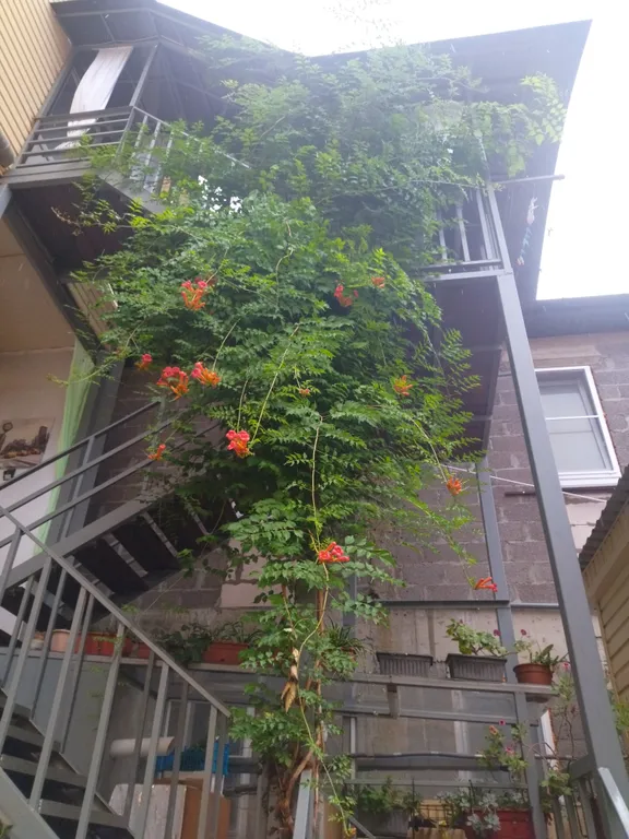 Квартира Комната — Адлер