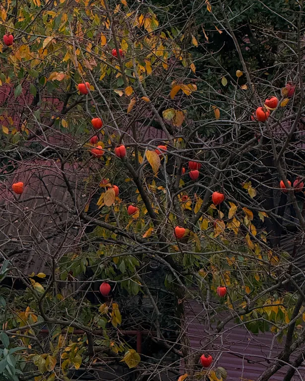 Persimmon, europe square - historic city center